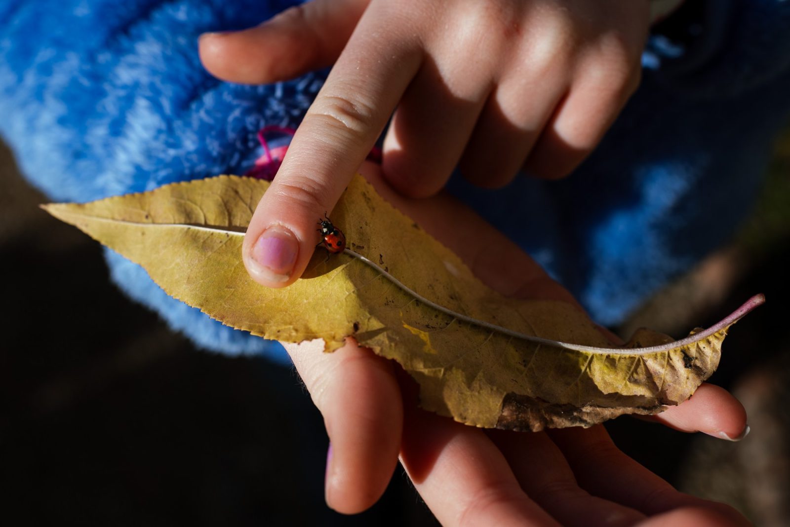 Child's fingers holding leaf with ladybird.