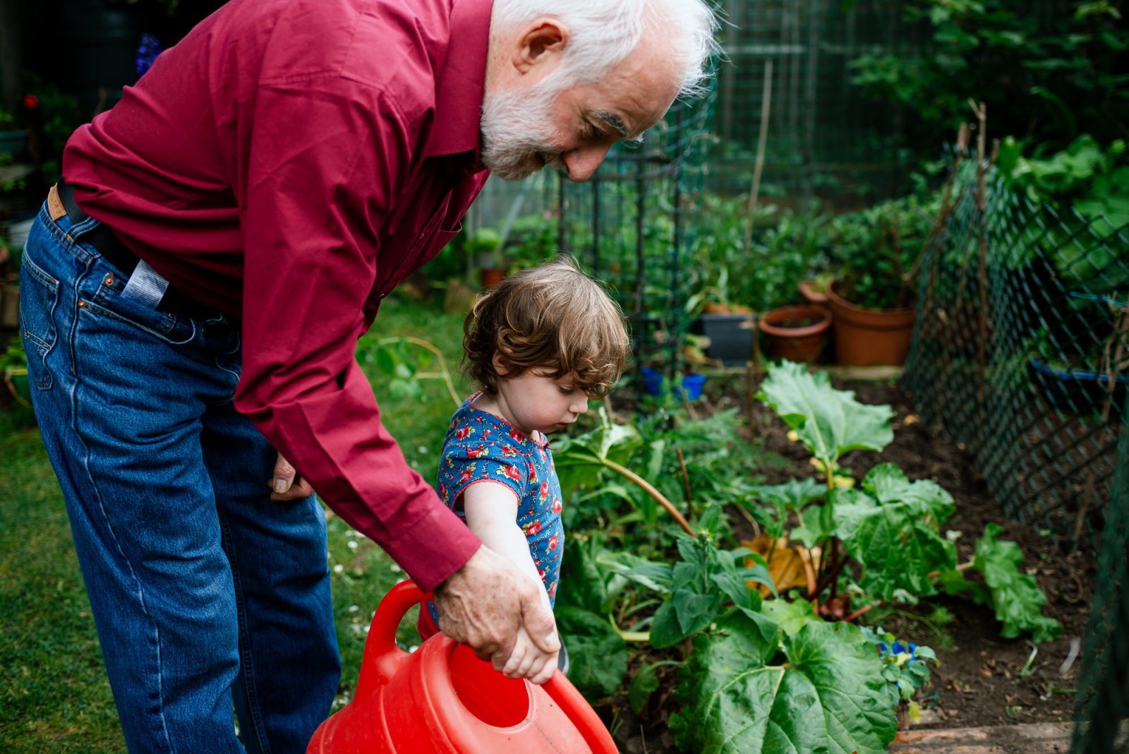 Grandfather and child gardening together outdoors.